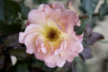 rosa 15