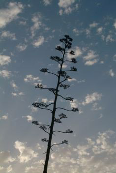 Fiore d'acacia