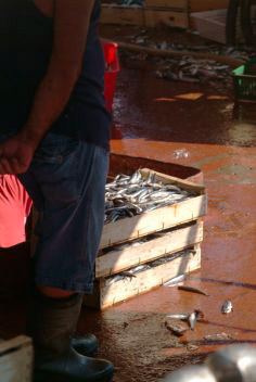 Pescatori 1