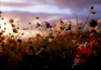 Madeira fiori